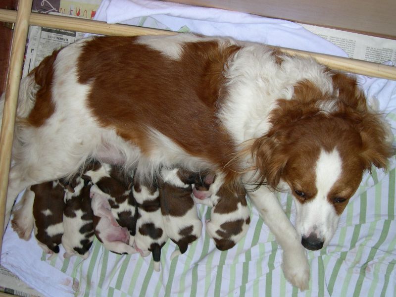 Lotte van de IJsselhorst